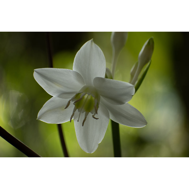 Beautiful Orchid Photo Mural Wallpaper Moisture Resistant Art, Custom Size Available