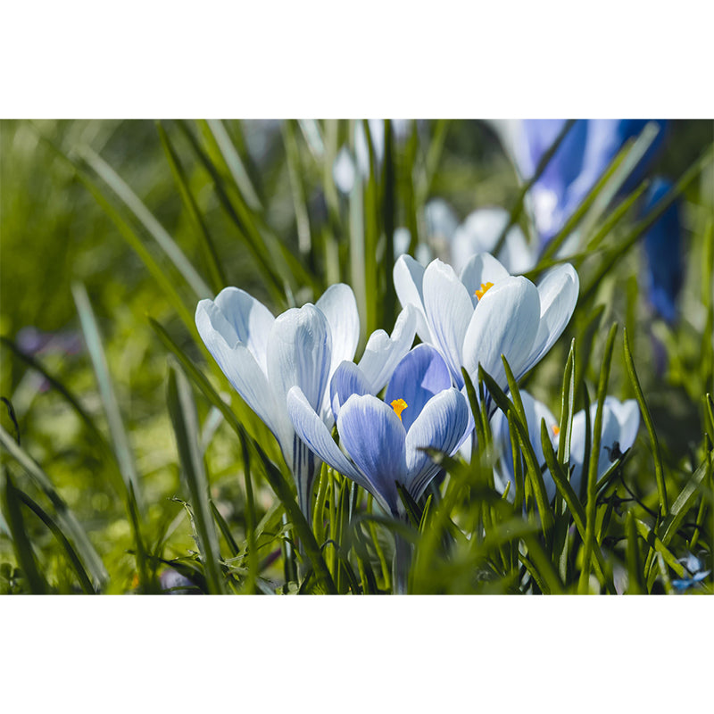 Blooming Saffron Environment Friendly Mural Wall Covering for Sleeping Room