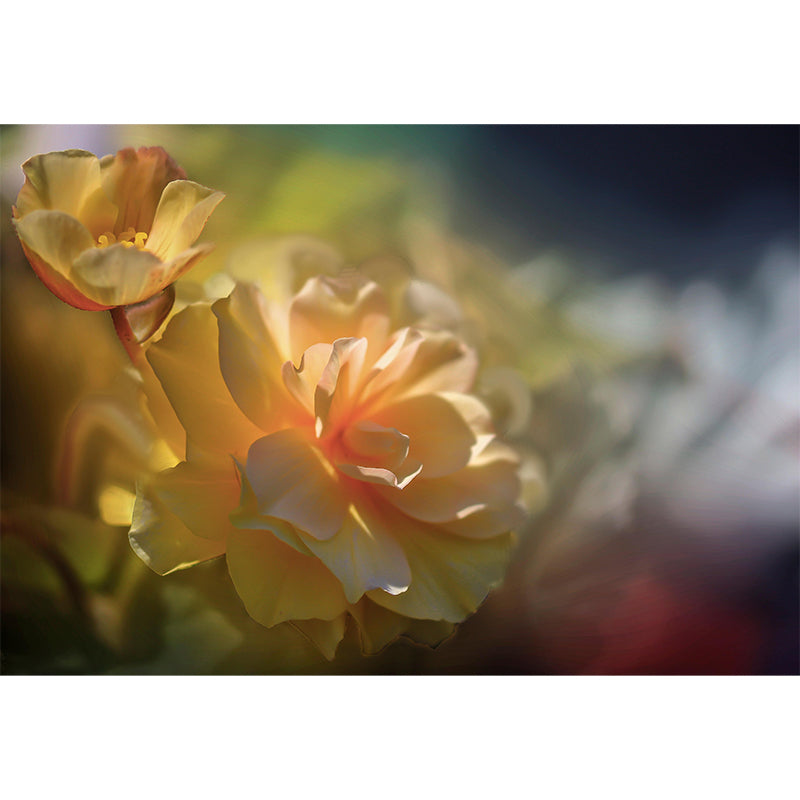 Customized Blooming Begonia Mural Wallpaper Contemporary for Guest Room Decor