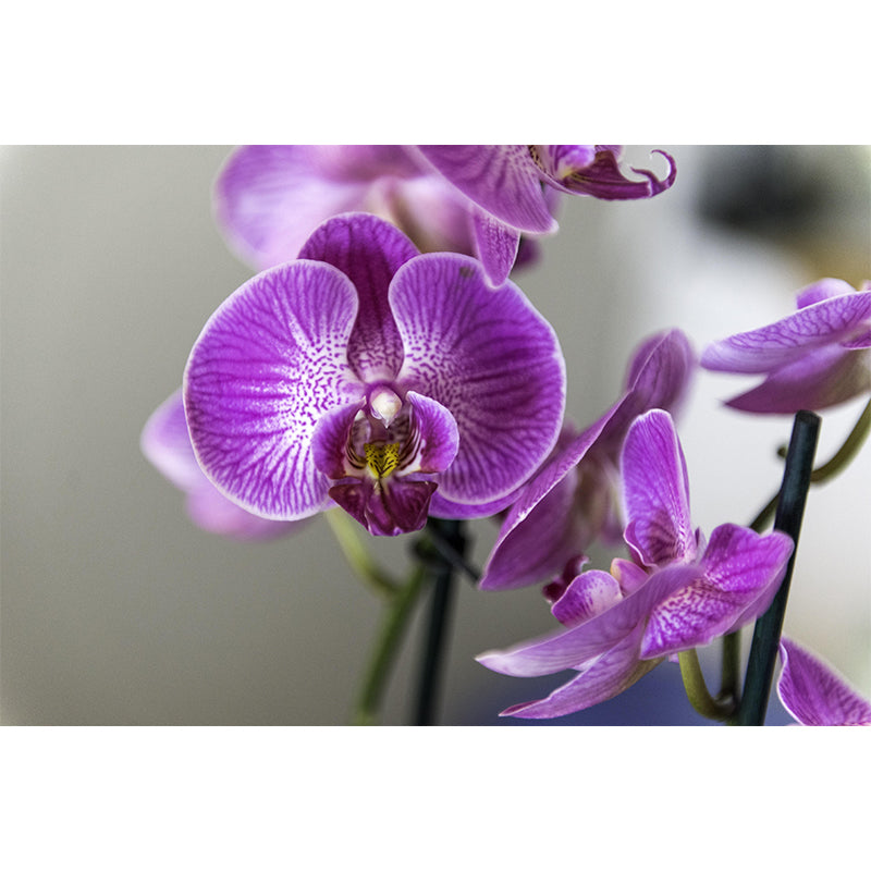 Customized Blooming Orchid Mural Wallpaper Contemporary for Guest Room Decor