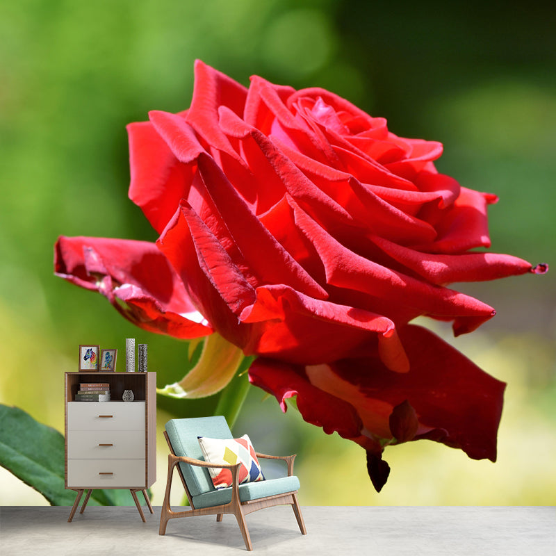 Customized Blooming Rose Mural Wallpaper Contemporary for Guest Room Decor