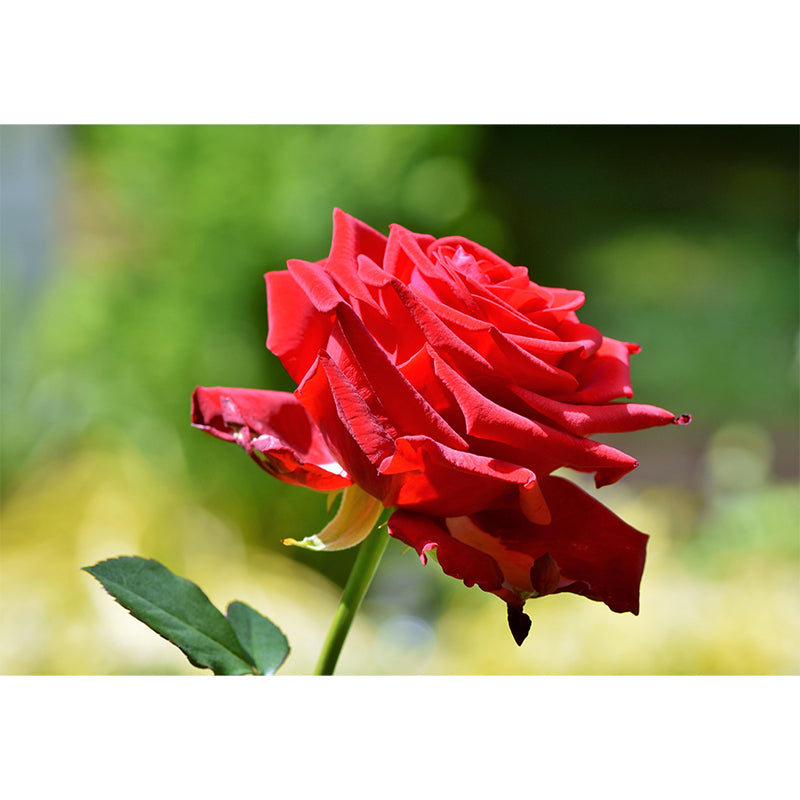 Customized Blooming Rose Mural Wallpaper Contemporary for Guest Room Decor