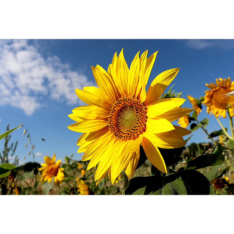 Customized Blooming Sunflower Mural Wallpaper Contemporary for Guest Room Decor