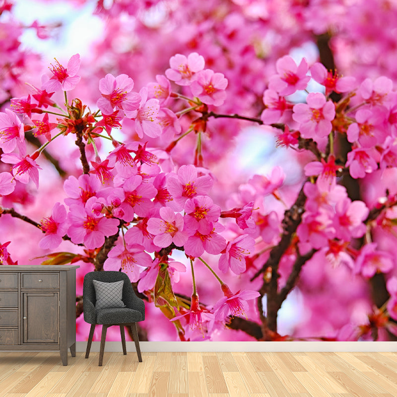 Customized Cherry Blossoms Mural Wallpaper Contemporary for Guest Room Decor