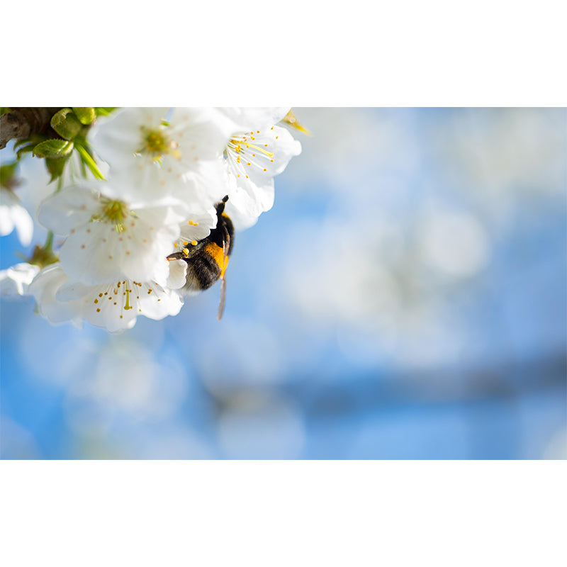 Customized Cherry Blossoms Mural Wallpaper Contemporary for Guest Room Decor