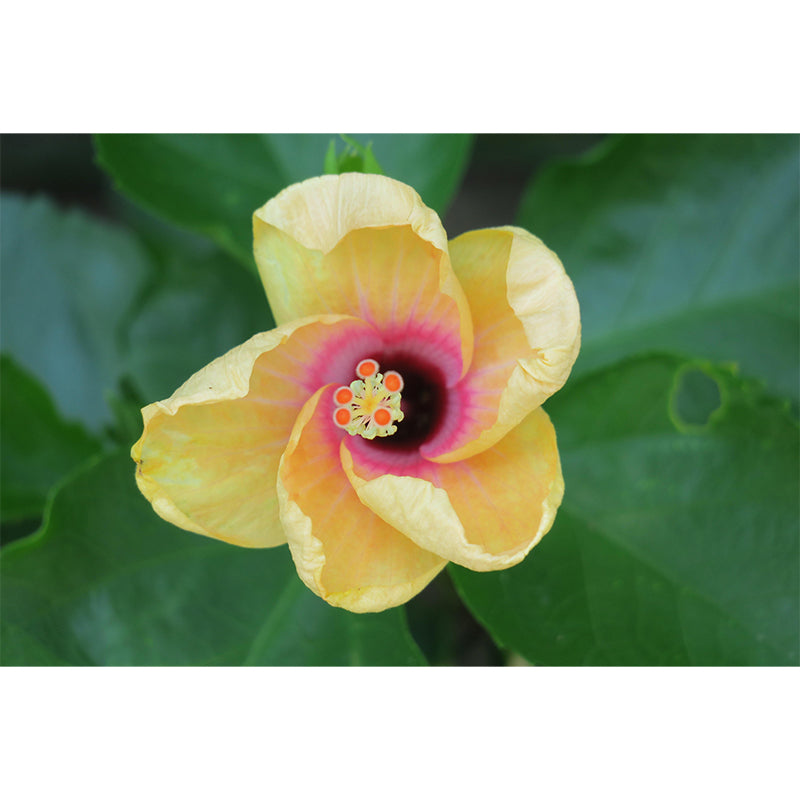 Customized Blooming Hibiscus Mural Wallpaper Contemporary for Guest Room Decor