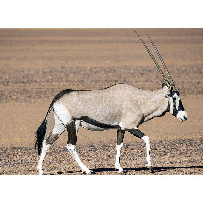 Antelope Mural Wallpaper Moisture Resistant Wall Covering for Home Decor