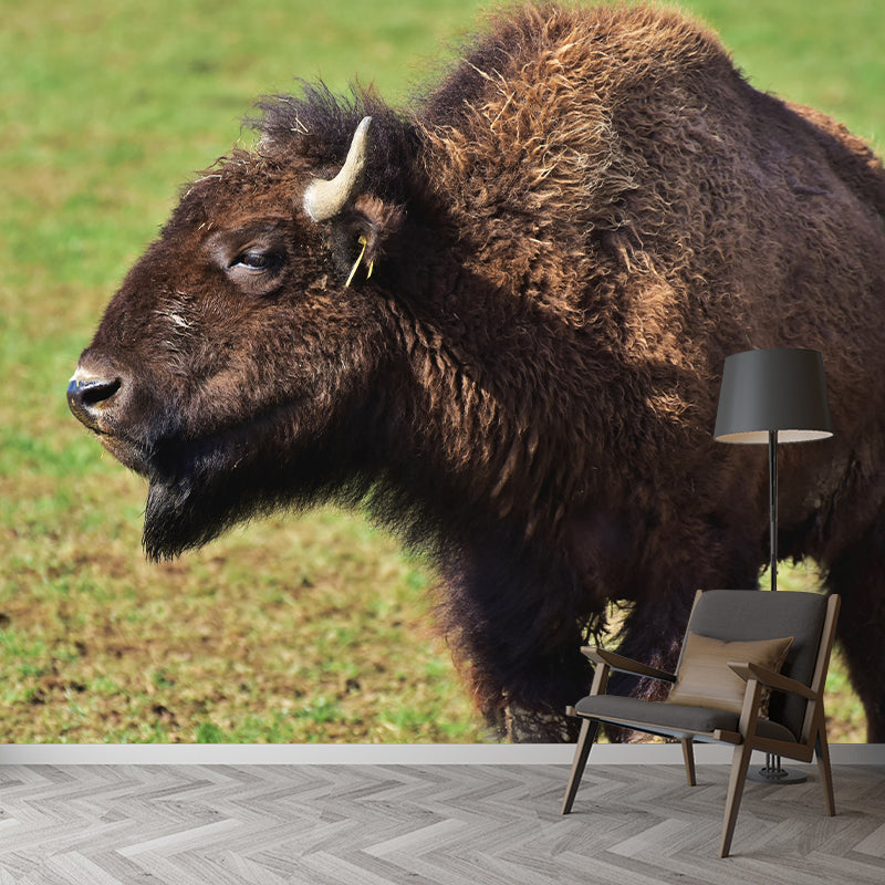 Bison Animal Wall Covering for Home Decor Water Resistant, Made to Measure