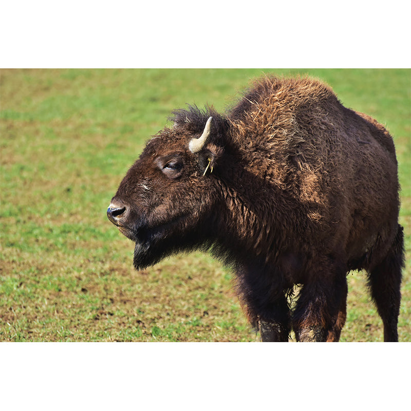 Bison Animal Wall Covering for Home Decor Water Resistant, Made to Measure