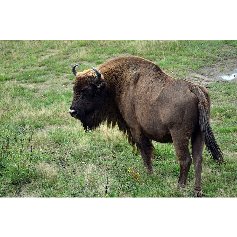 Bison Wall Covering for Sitting Room Water Resistant Mural, Made to Measure