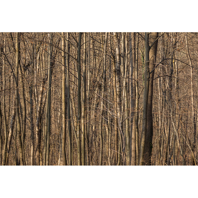 Contemporary Living Room Wall Decor Autumn Forest Mural Wallpaper, Moisture Resistant