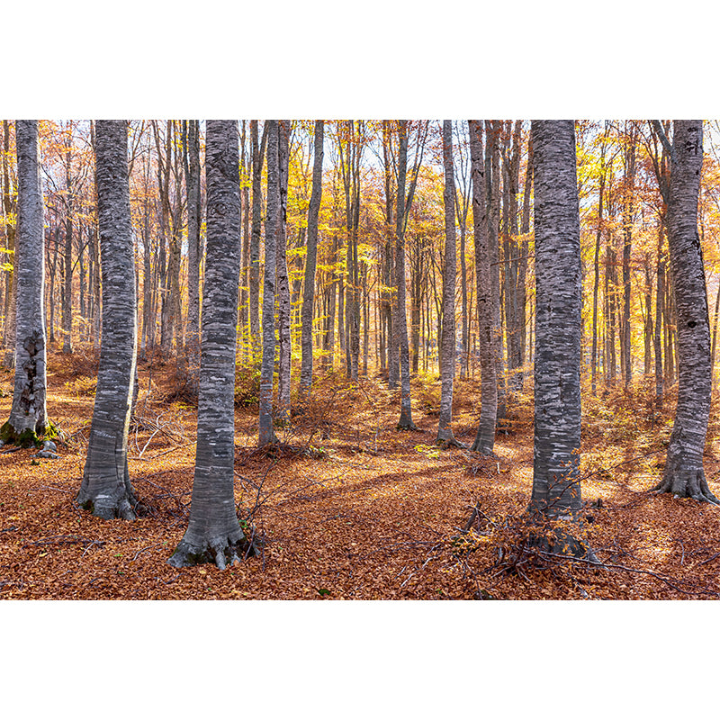 Forest Wall Decor Stain Resistant Wall Covering for Dining Room, Stain Resistant