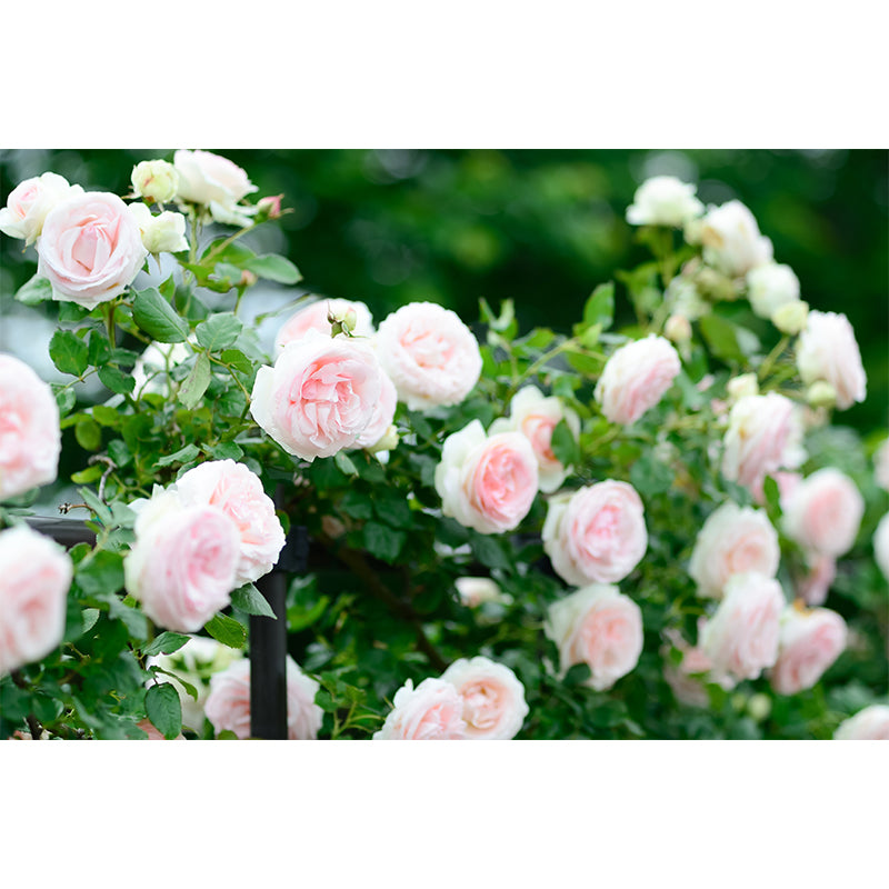 Blooming Roses Removable Mural Wallpaper Stain Resistant Decor for Bedroom