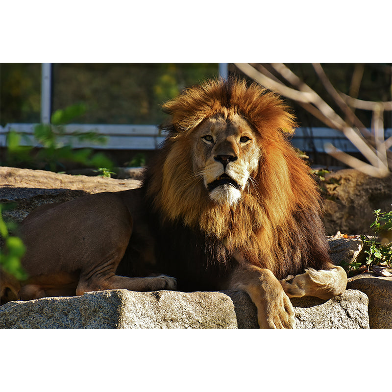 Wild Animal Lion Mural Wallpaper for Living Room, Multiple Sizes Available
