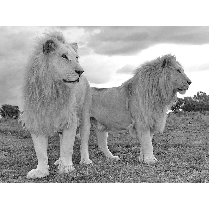 Ferocious Animal Lion Mural Decal Customized Contemporary Wall Covering