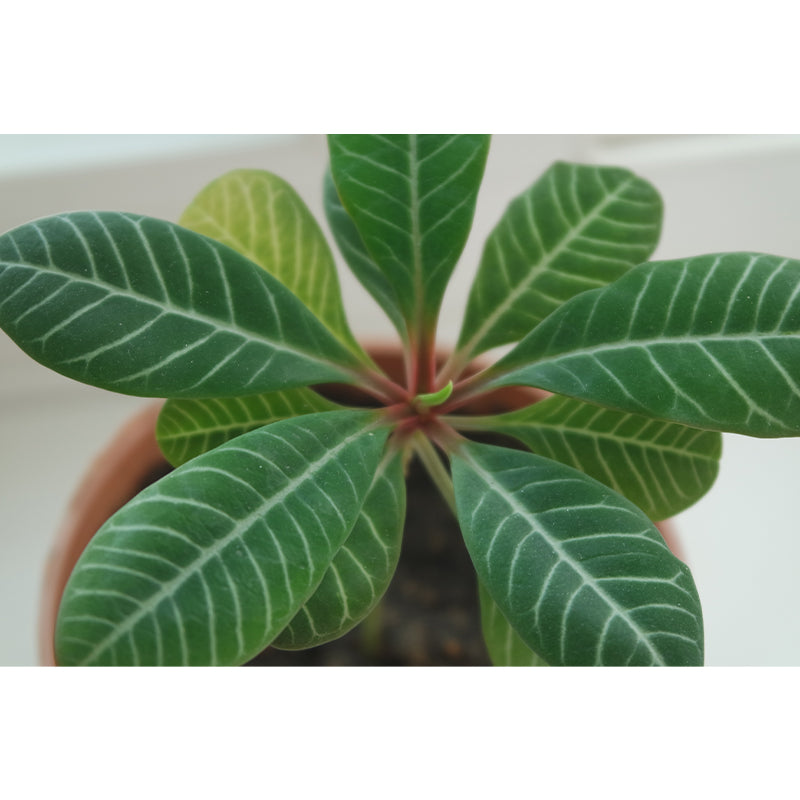 Modern Living Room Corridor Indoor Plants Wall Decor Water Resistant Mural