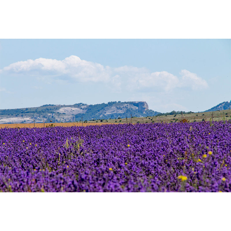 Purple Lavender Field Mural Wallpaper Contemporary Wall Covering for Sleeping Room