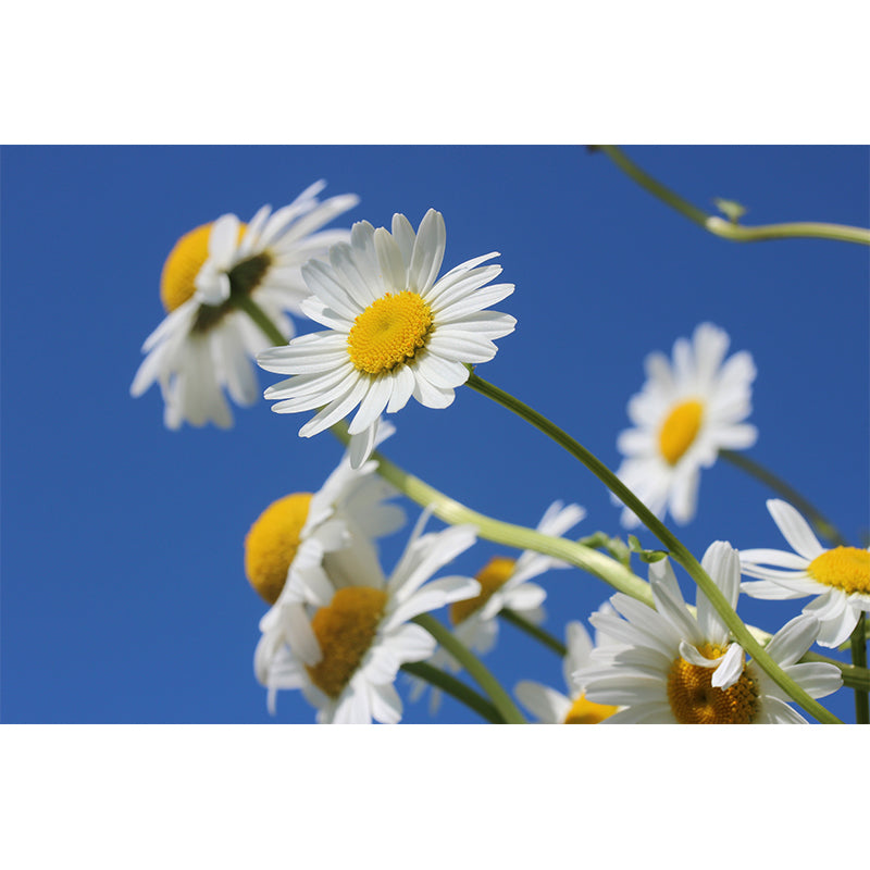 Chamomile Wall Murals Flower Modernist Sleeping Room Wall Decor, Moisture Resistant