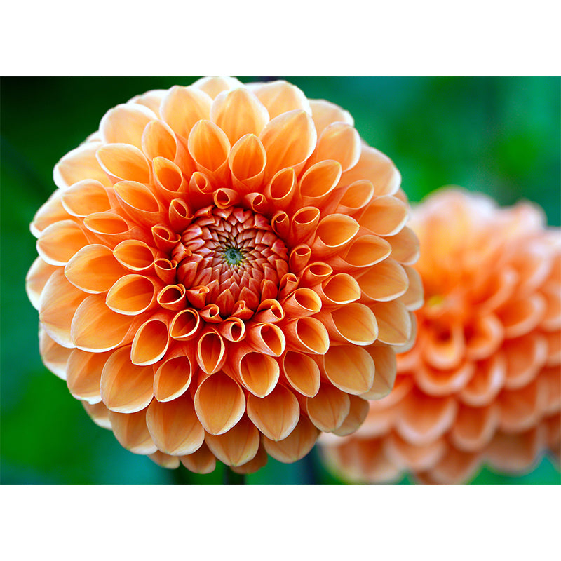 Customized Dahlia Mural Wallpaper Waterproofing Wall Decor for Meeting Room