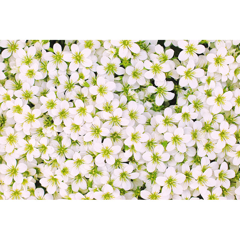 Beautiful Sea of Flowers Wall Mural Decal Colorful Mural Wallpaper for Girl Bedroom