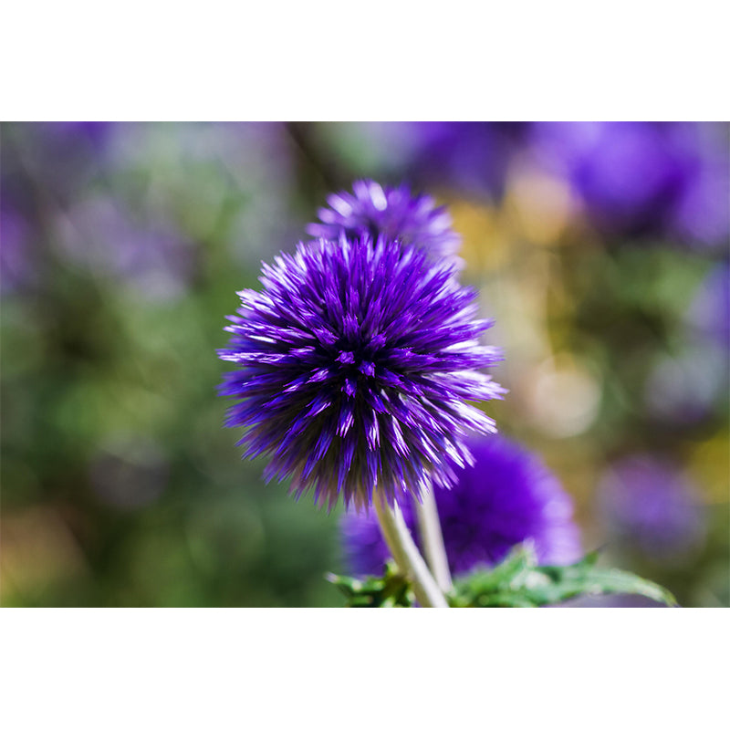 Customized Thistle Flower Mural Wallpaper Waterproofing Wall Decor for Meeting Room