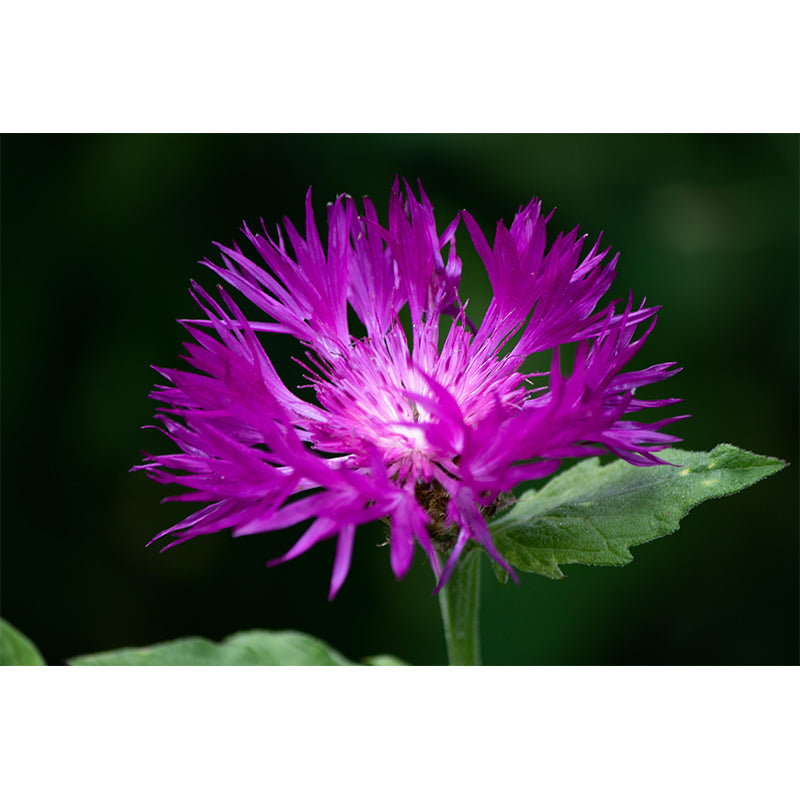 Customized Cornflower Mural Wallpaper Waterproofing Wall Decor for Meeting Room