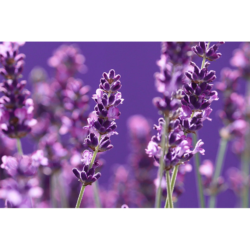 Beautiful Lavender Wall Mural Decal Colorful Mural Wallpaper for Girl Bedroom