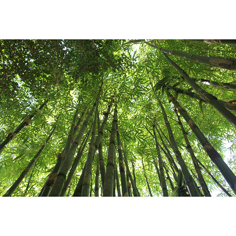 Green Bamboo Wall Mural Minimalist Decoration Stain Resistant for Sitting Room