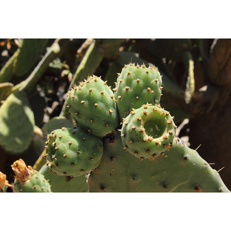 Cactus Mural Wallpaper for Living Room Bedroom Wall Decor, Waterproofing