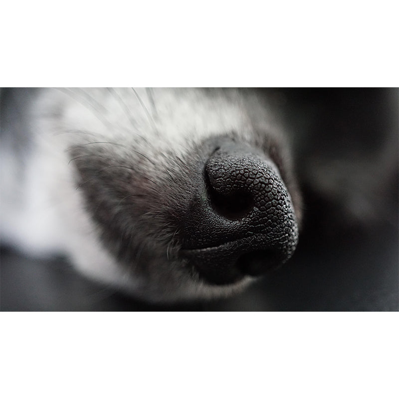 Customized Dog Nose Wall Mural Wallpaper Horizontal Photography for Sitting Room