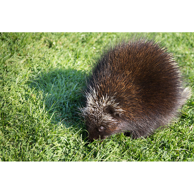 Environment Friendly Mural with Porcupine Painting Mildew Resistant Wallpaper Home Decor