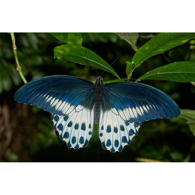 Customized Butterfly Wall Mural Wallpaper Horizontal Photography for Bedroom