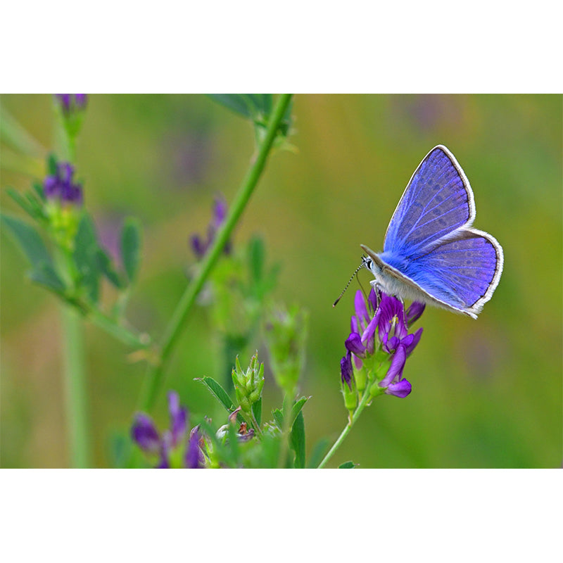 Environment Friendly Mural with Butterfly Painting Mildew Resistant Wallpaper Home Decor