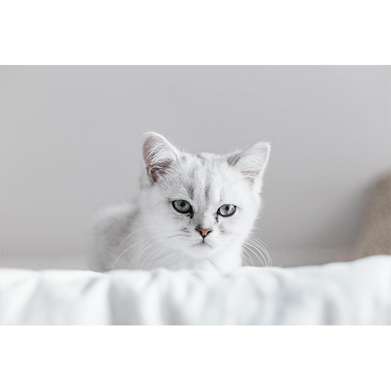 Customized Cat Wall Mural Wallpaper Horizontal Photography for Sitting Room