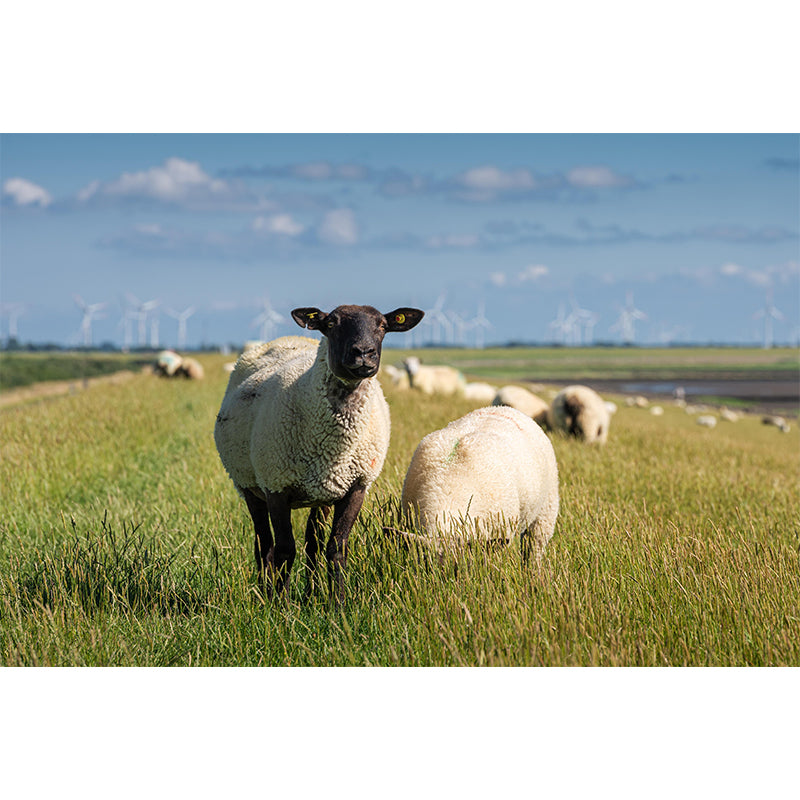 Lovely Animal Sheep Mural Decal Customized Contemporary Style Wall Covering