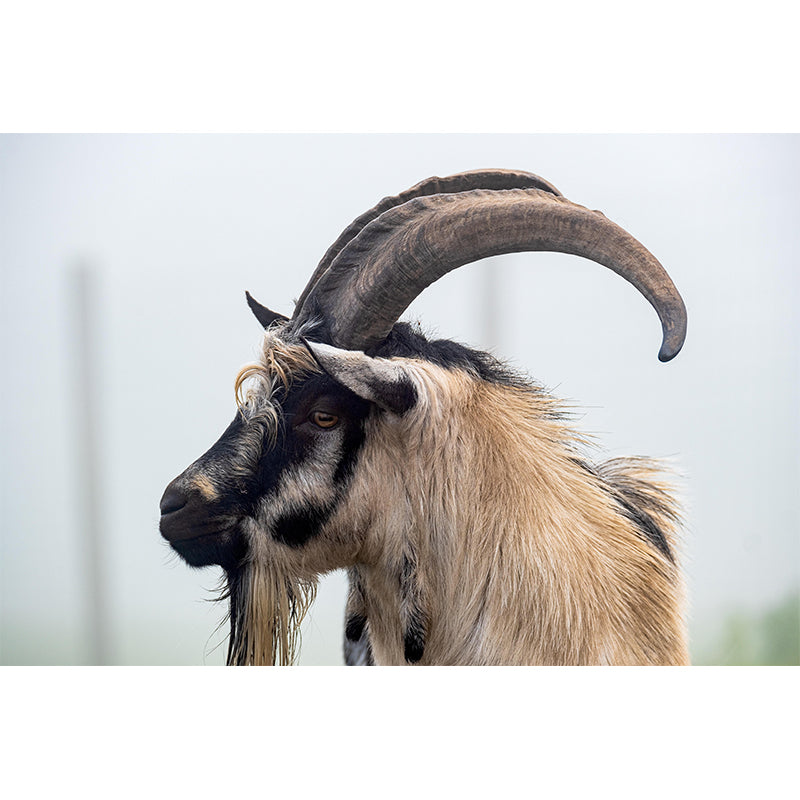 Customized Goat Wall Mural Wallpaper Horizontal Photography for Sitting Room
