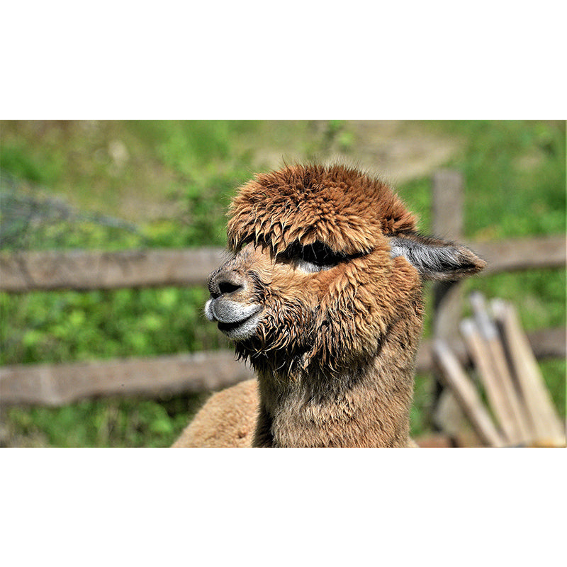 Customized Alpaca Wall Mural Wallpaper Horizontal Photography for Sitting Room