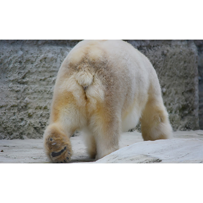 Polar Bear Animal House Wall Mural for Living Room Bedroom, Personalized Size