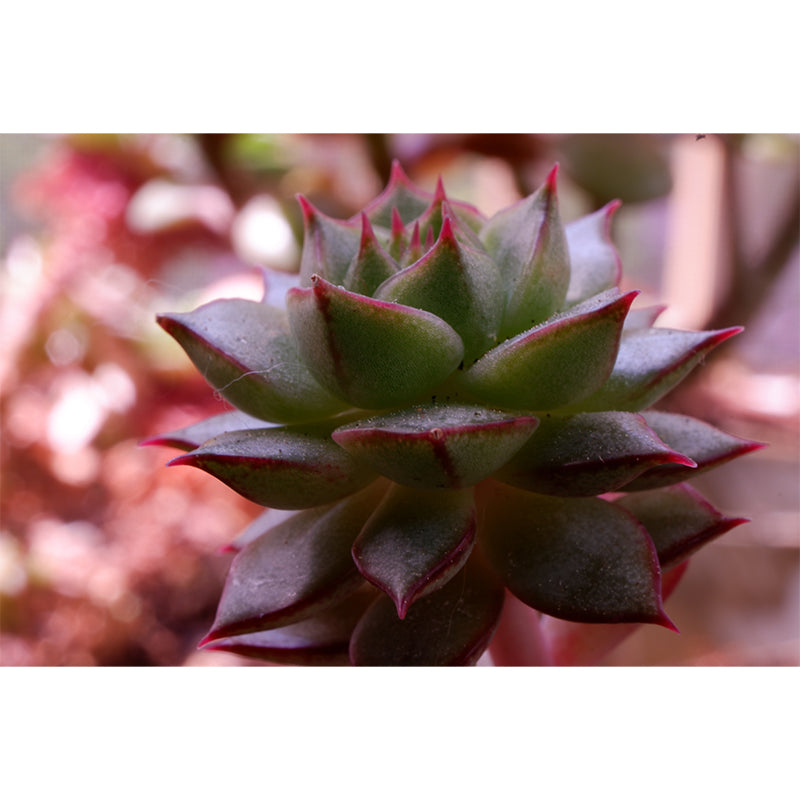 Aloe Plant Mural Wallpaper for Reading Room Bedroom, Custom Size Available