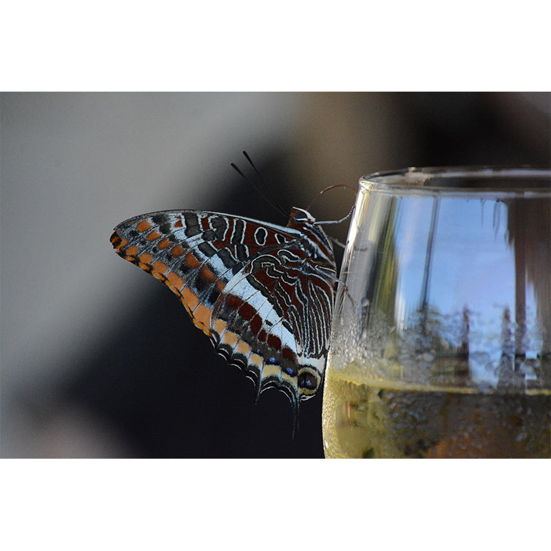 Wine Mural Moisture Resistant Contemporary Photography Wall Art for Bar Shop