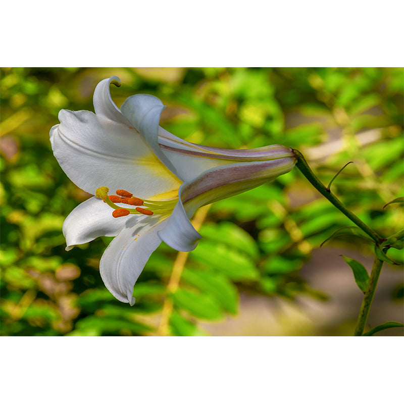 Customized Lily Mural Wall Covering Eco-friendly Wallpaper for Bedroom