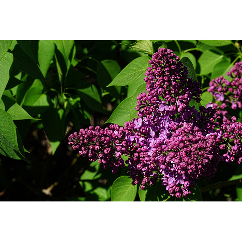 Customized Lilac Mural Wall Covering Eco-friendly Wallpaper for Bedroom