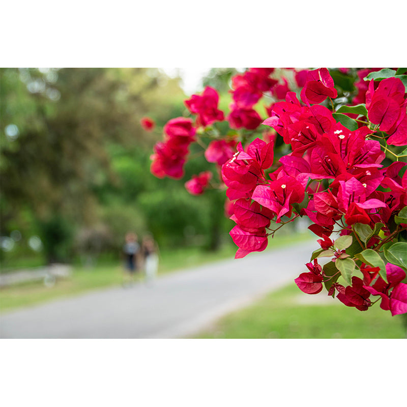Minimalism Style Bougainvillea Wall Mural Decorative Photography for Living Room