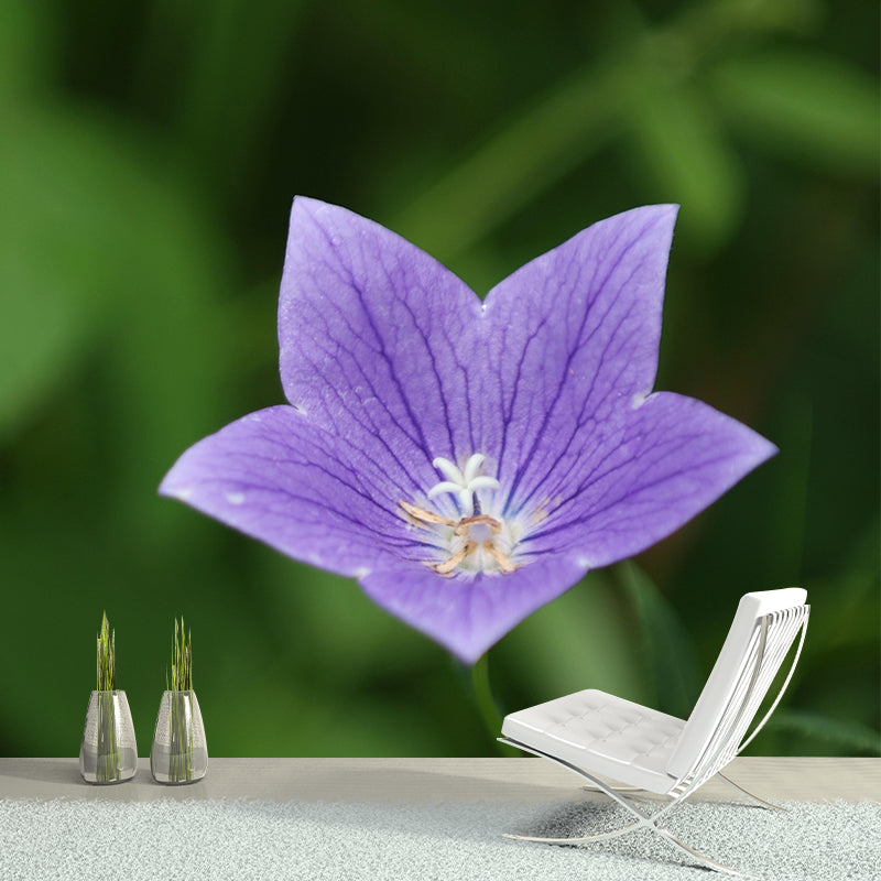 Minimalism Style Bellflower Wall Mural Decorative Photography for Living Room