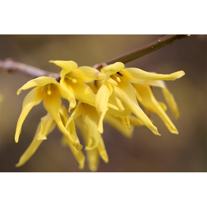 Customized Forsythia Mural Wall Covering Eco-friendly Wallpaper for Bedroom