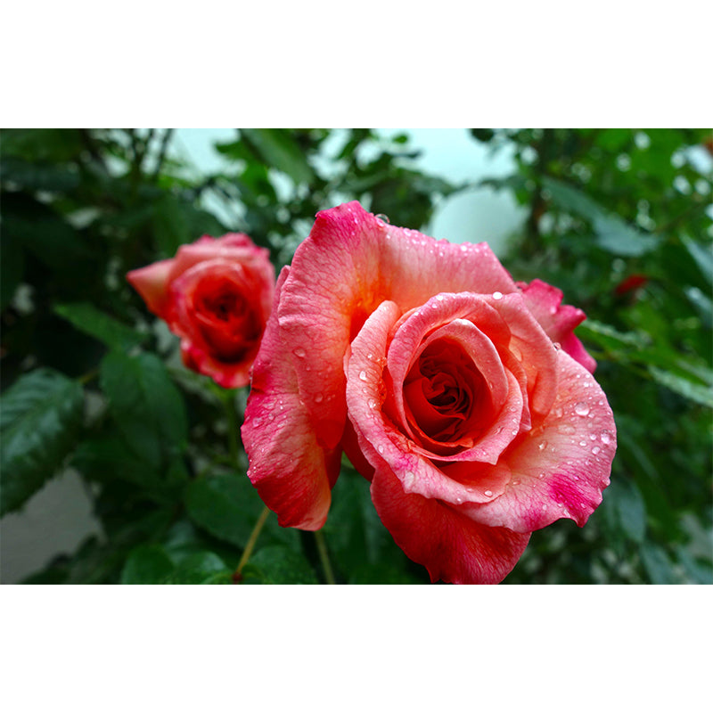 Minimalism Style Roses Wall Mural Decorative Photography for Living Room