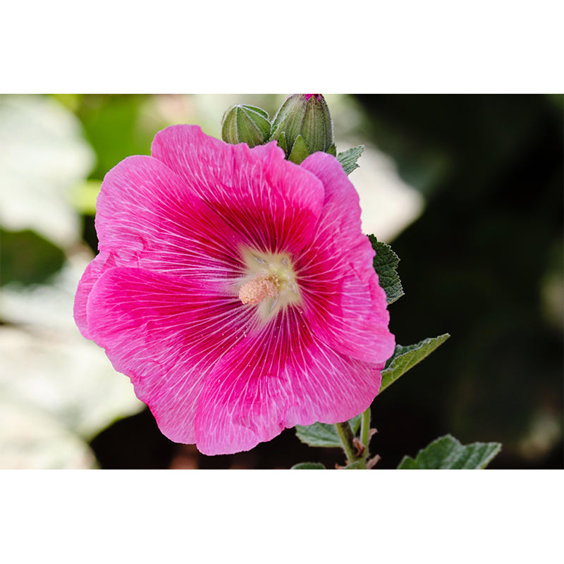 Customized Hollyhock Mural Wall Covering Eco-friendly Wallpaper for Bedroom