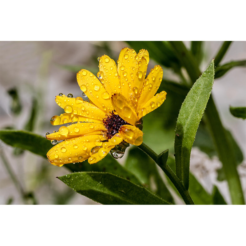 Customized Marigold Mural Wall Covering Eco-friendly Wallpaper for Bedroom