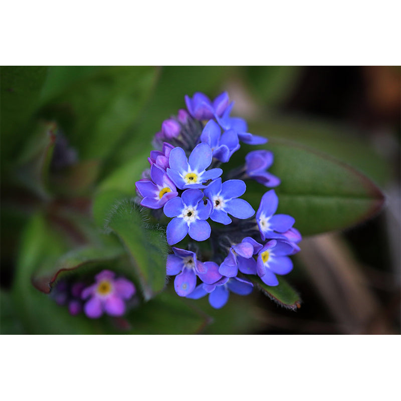 Customized Forget-Me-Not Mural Wall Covering Eco-friendly Wallpaper for Bedroom