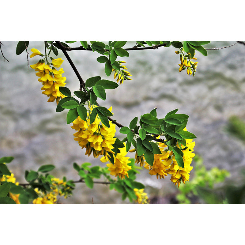 Customized Wisteria Mural Wall Covering Eco-friendly Wallpaper for Bedroom